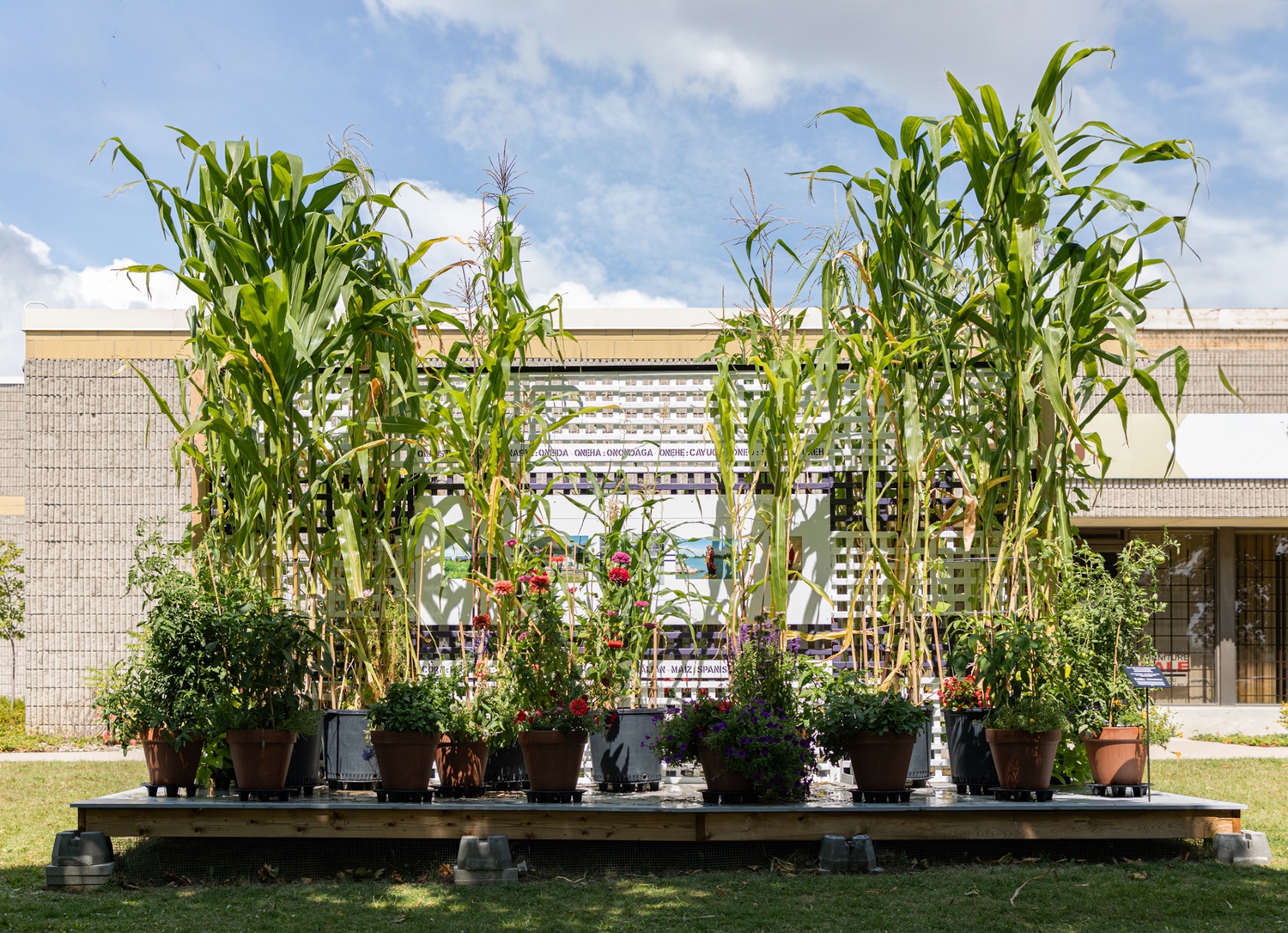 Corn = Life: The Power of Naming installation view
