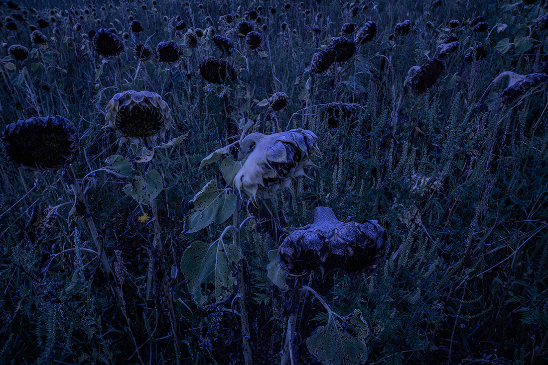 Sunflower: Reverberations of Self documentation 2