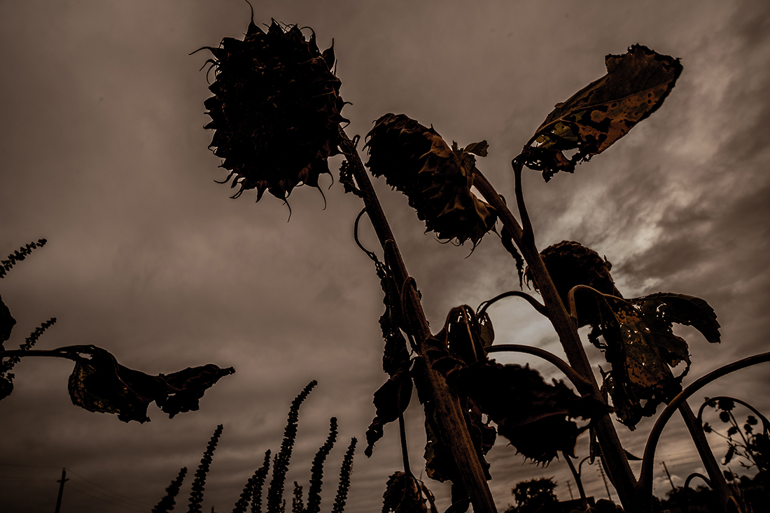 Sunflower: Reverberations of Self documentation 3