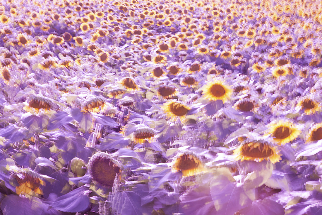 Sunflower: Reverberations of Self documentation 5