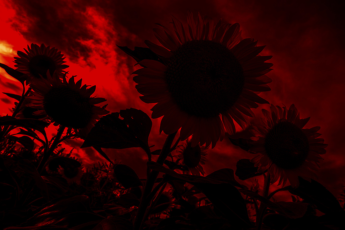 Sunflower: Reverberations of Self documentation 6