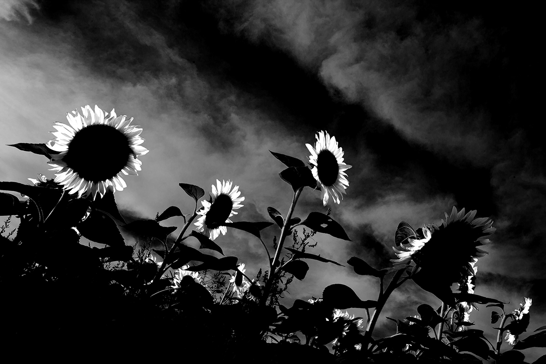 Sunflower: Reverberations of Self documentation 7