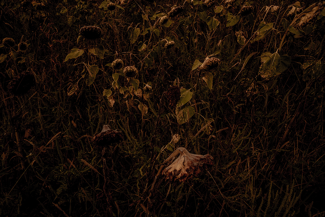Sunflower: Reverberations of Self